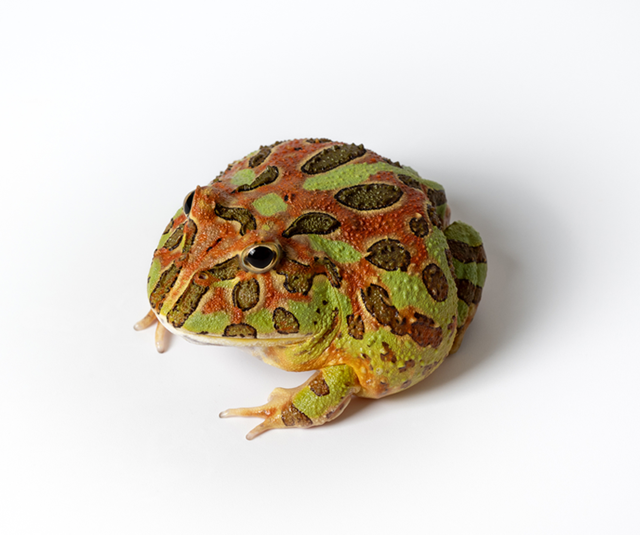 Camouflage Pacman Frog